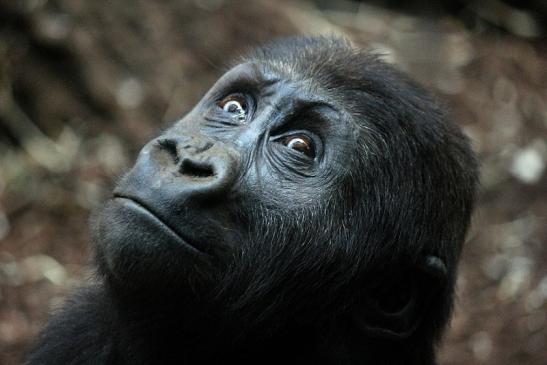 Flachlandgorilla Zoo Frankfurt am Main 2012