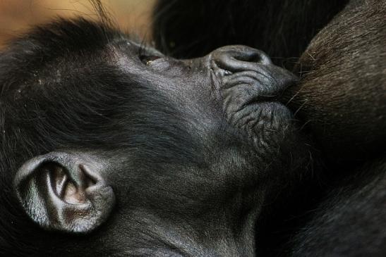 Flachlandgorilla Zoo Frankfurt am Main 2012