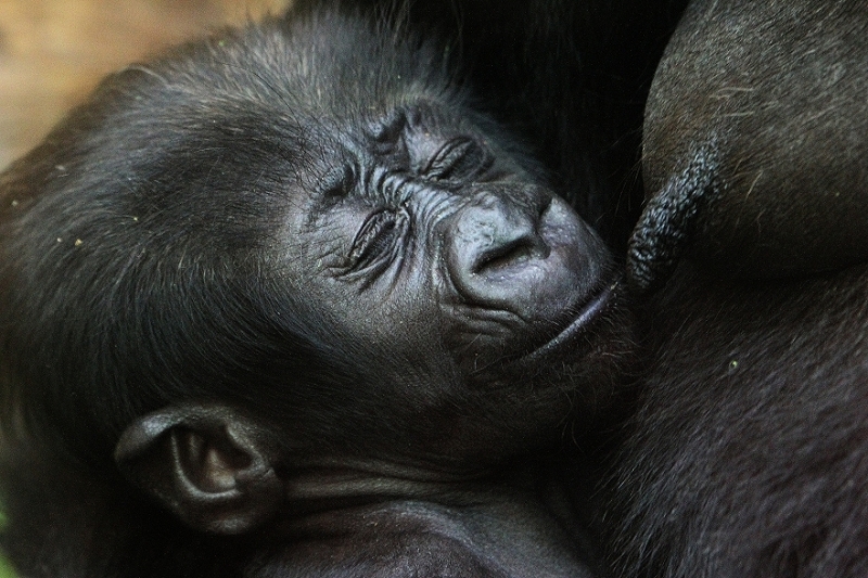 Flachlandgorilla Zoo Frankfurt am Main 2012