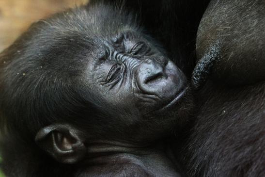 Flachlandgorilla Zoo Frankfurt am Main 2012