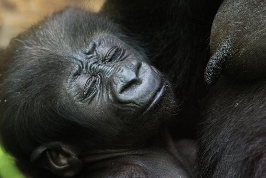 Flachlandgorilla Zoo Frankfurt am Main 2012