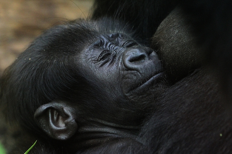 Flachlandgorilla Zoo Frankfurt am Main 2012