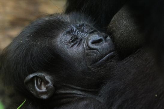 Flachlandgorilla Zoo Frankfurt am Main 2012