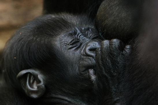 Flachlandgorilla Zoo Frankfurt am Main 2012