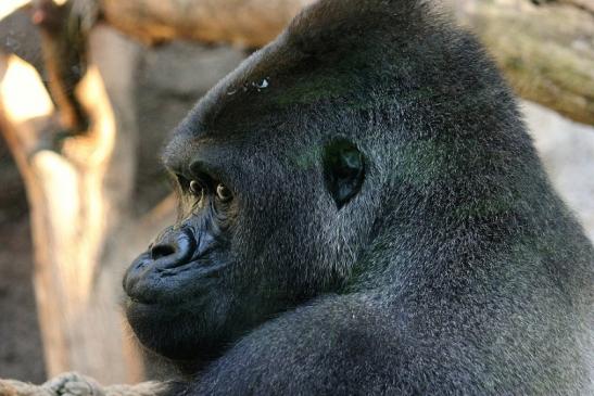 Flachlandgorilla Zoo Frankfurt am Main 2012