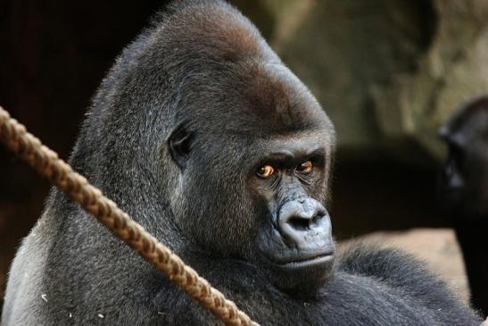 Flachlandgorilla Zoo Frankfurt am Main 2012