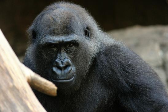 Flachlandgorilla Zoo Frankfurt am Main 2012