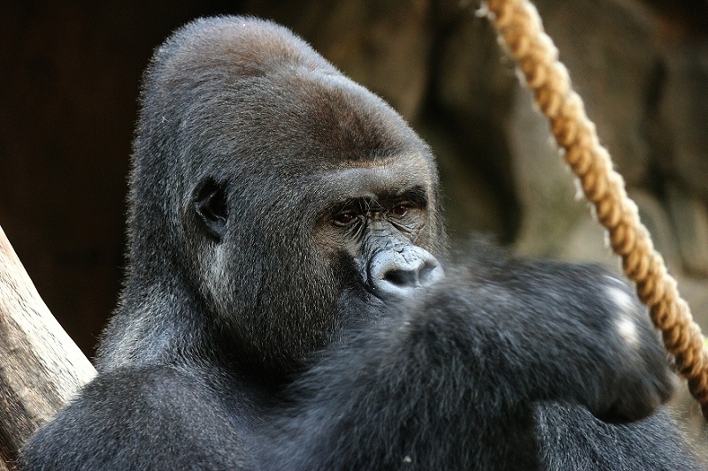 Flachlandgorilla Zoo Frankfurt am Main 2012