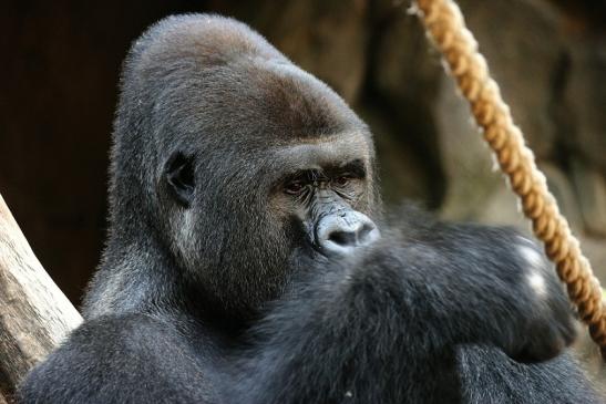 Flachlandgorilla Zoo Frankfurt am Main 2012