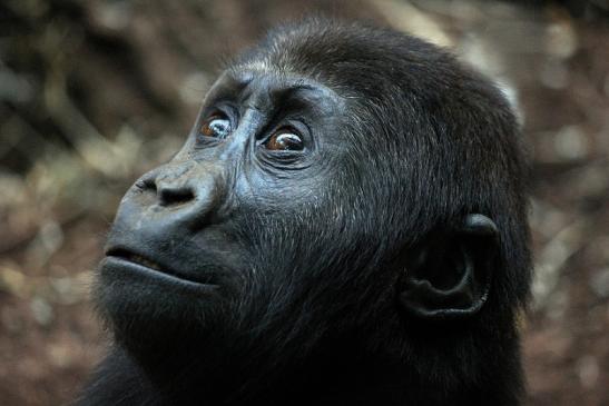 Flachlandgorilla Zoo Frankfurt am Main 2012