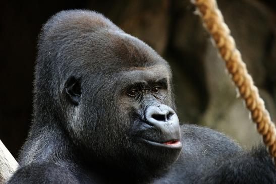 Flachlandgorilla Zoo Frankfurt am Main 2012