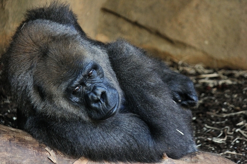 Flachlandgorilla Zoo Frankfurt am Main 2012