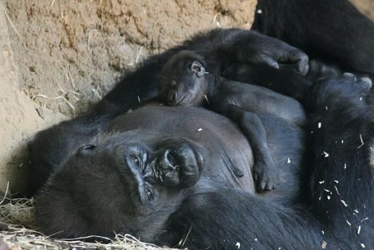 Flachlandgorilla Zoo Frankfurt am Main 2012