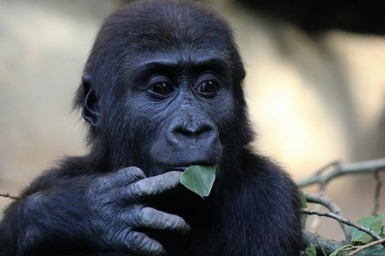 Flachlandgorilla Zoo Frankfurt am Main 2012