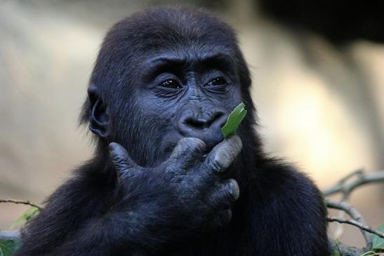 Flachlandgorilla Zoo Frankfurt am Main 2012