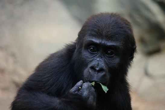 Flachlandgorilla Zoo Frankfurt am Main 2012