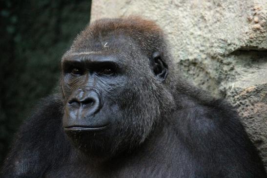 Flachlandgorilla Zoo Frankfurt am Main 2012