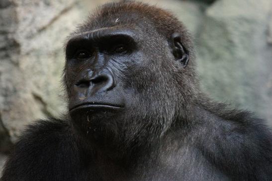 Flachlandgorilla Zoo Frankfurt am Main 2012