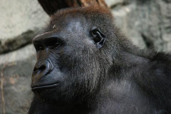 Flachlandgorilla Zoo Frankfurt am Main 2012