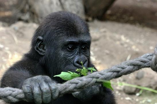 Flachlandgorilla Zoo Frankfurt am Main 2012