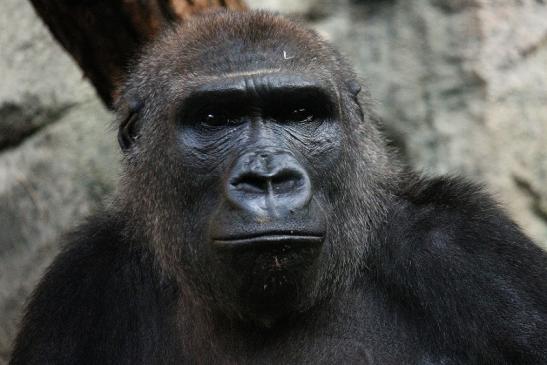 Flachlandgorilla Zoo Frankfurt am Main 2012