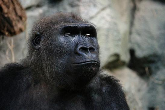 Flachlandgorilla Zoo Frankfurt am Main 2012