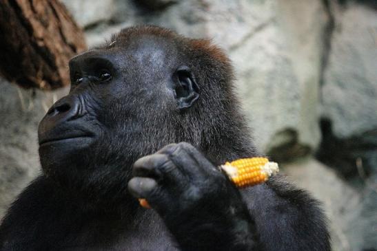 Flachlandgorilla Zoo Frankfurt am Main 2012