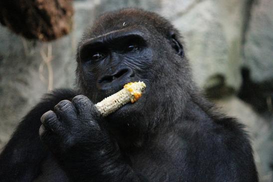 Flachlandgorilla Zoo Frankfurt am Main 2012