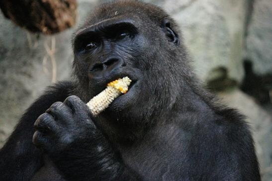 Flachlandgorilla Zoo Frankfurt am Main 2012