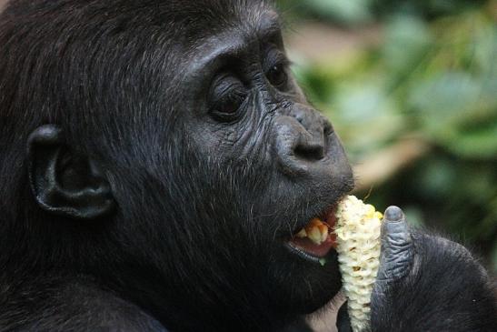 Flachlandgorilla Zoo Frankfurt am Main 2012