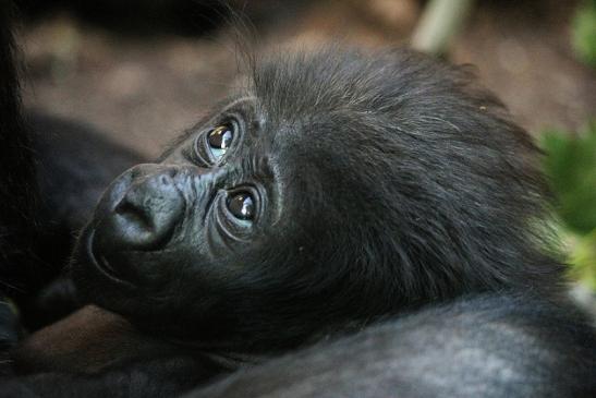 Flachlandgorilla Zoo Frankfurt am Main 2012