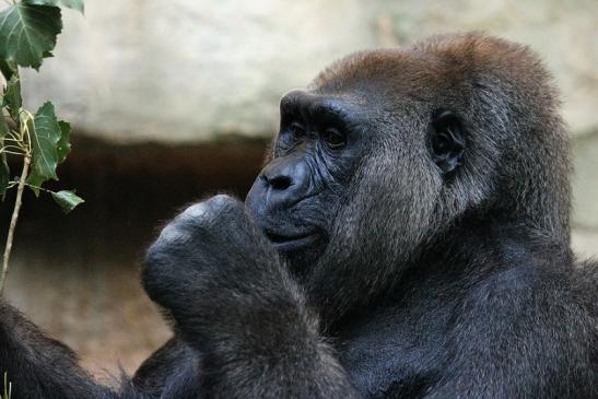 Flachlandgorilla Zoo Frankfurt am Main 2012