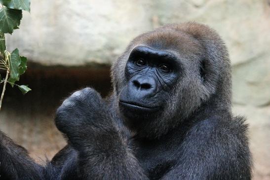 Flachlandgorilla Zoo Frankfurt am Main 2012