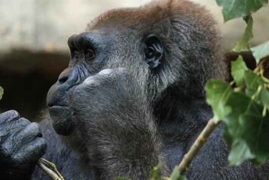 Flachlandgorilla Zoo Frankfurt am Main 2012