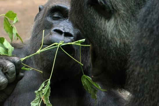 Flachlandgorilla Zoo Frankfurt am Main 2012