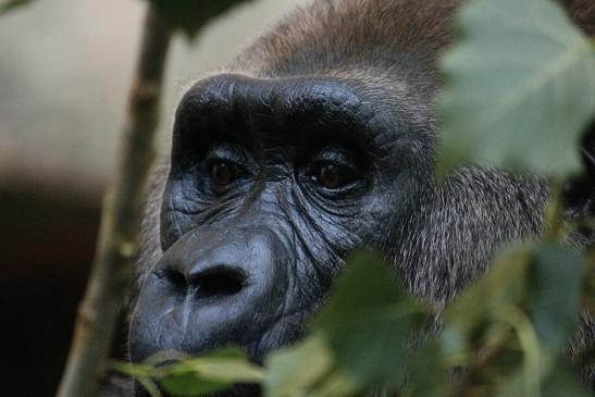 Flachlandgorilla Zoo Frankfurt am Main 2012