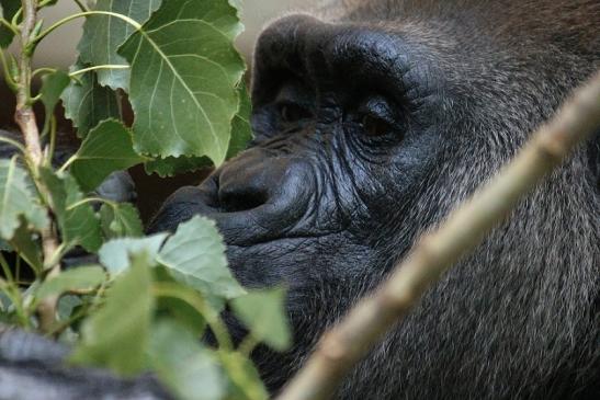 Flachlandgorilla Zoo Frankfurt am Main 2012