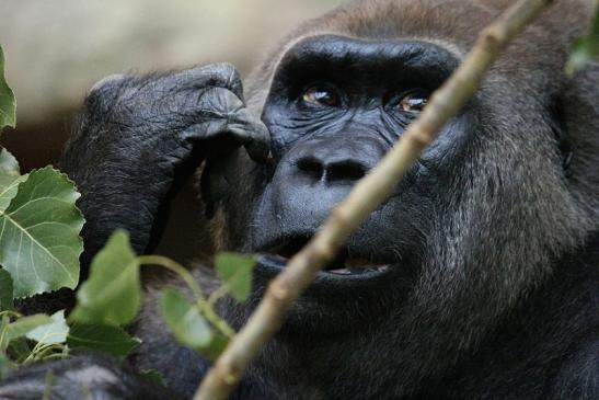 Flachlandgorilla Zoo Frankfurt am Main 2012