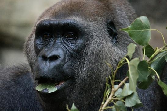 Flachlandgorilla Zoo Frankfurt am Main 2012