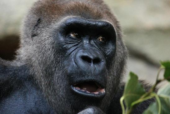 Flachlandgorilla Zoo Frankfurt am Main 2012