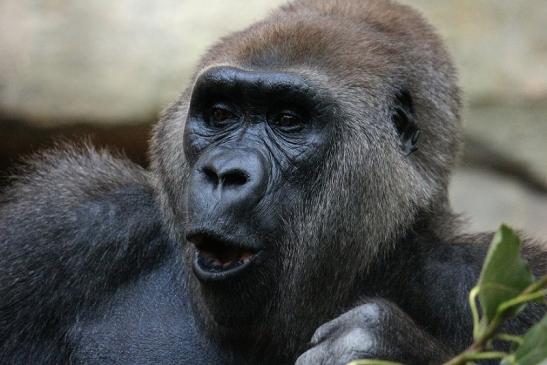 Flachlandgorilla Zoo Frankfurt am Main 2012