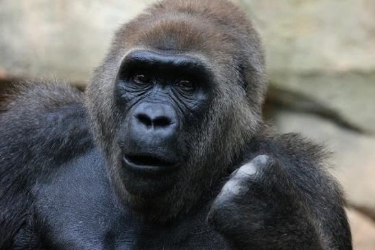 Flachlandgorilla Zoo Frankfurt am Main 2012