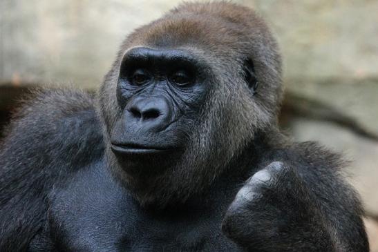 Flachlandgorilla Zoo Frankfurt am Main 2012