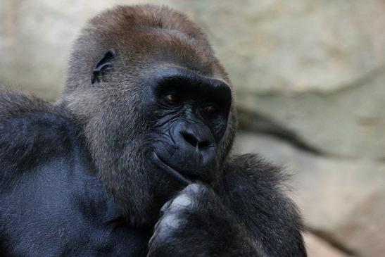 Flachlandgorilla Zoo Frankfurt am Main 2012