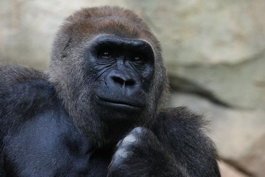 Flachlandgorilla Zoo Frankfurt am Main 2012