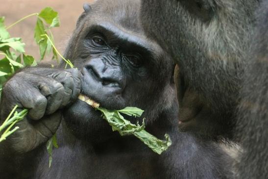 Flachlandgorilla Zoo Frankfurt am Main 2012