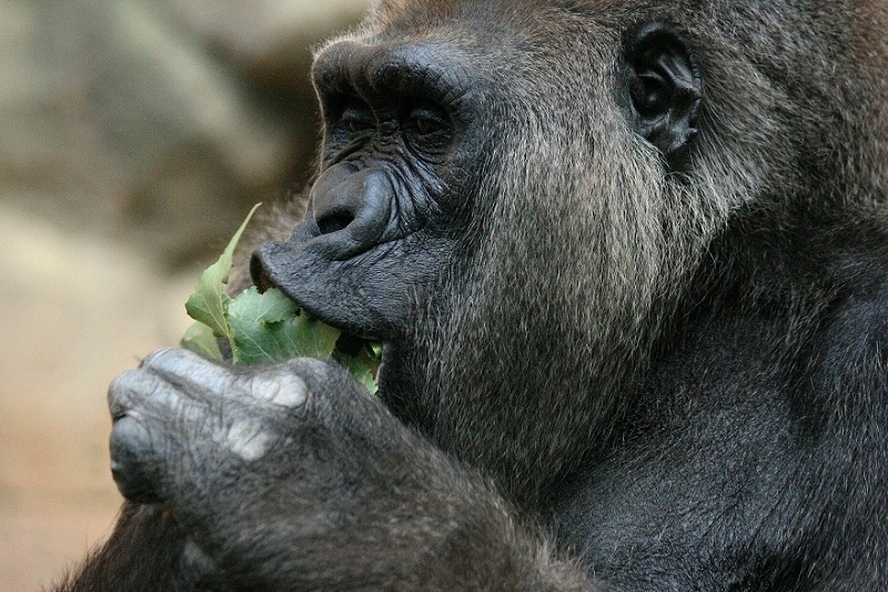 Flachlandgorilla Zoo Frankfurt am Main 2012
