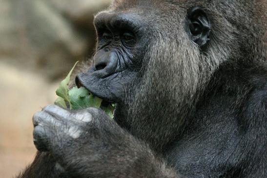 Flachlandgorilla Zoo Frankfurt am Main 2012