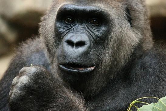 Flachlandgorilla Zoo Frankfurt am Main 2012