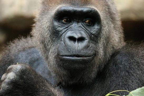 Flachlandgorilla Zoo Frankfurt am Main 2012